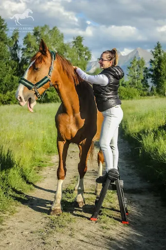 Klaudia Pardela Equine Physiotherapy - Fizjoterapia Koni